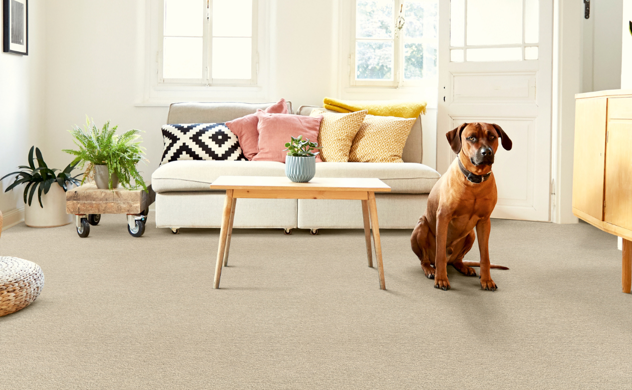 dog sitting on neutral tan carpet in living room with wood coffee table and white sofa